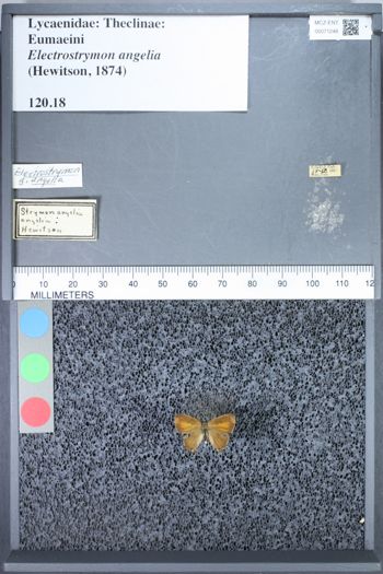Media type: image;   Entomology 71248